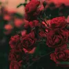 userpo0pli3kiw