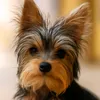 soypepaoficialyorkie