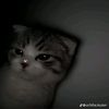 alifya_133