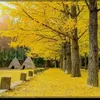 chieuchieu.123