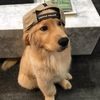 ilikedogii
