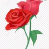 mawarmerah79_