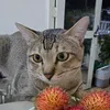 baconmeodangyeu
