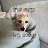 thecozydogmom