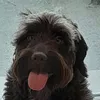 roostyvrigneau