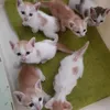 catcat_meomeo