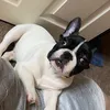 frankthefrenchy21