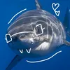 sharktwo4