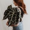 plantswithale