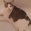 userqtkomqbziq