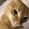 user8dghdu31eb
