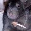smoker_rat69