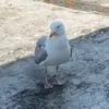 jonseagul