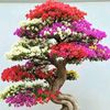 s.nury4
