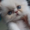 pancho09123