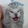 jaesovu