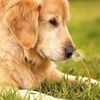cocoa_dog16