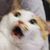 xamfnmyeuem