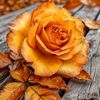 daisydaisy355