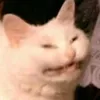 el.gato.come.mundos