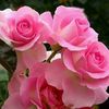 212025asma.asad