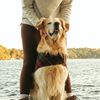 goldenchilidog