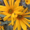 jardin_111