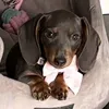 winniethewiener1