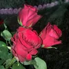 qpwer55