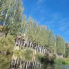 adrianstrat