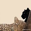 shuhud_69