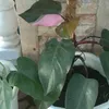 cristinamanaloto2