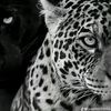 sweettllyyy2