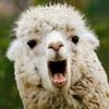 chubbyllama78