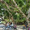 nyongmaluku071