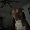 pete_1228
