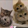 marian__ahmett09