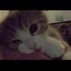 anto_9__