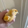 ducky_ono