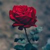 user3313710287782