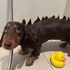 gabrizyyx