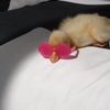 gigiiiiiiip