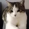 christinelasseron