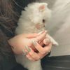 luna_o288