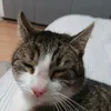 catlover74586