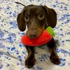 ollietheminidachsund