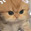 krew_f