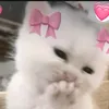nasrajj6