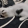 izka_faj