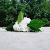 keya5935